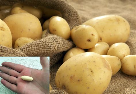 как да се отървете от хемороиди с картофи